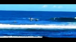 A dolphin knocks a surfer off his board!