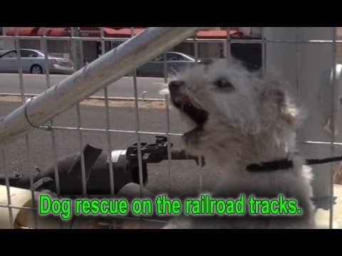 A homeless dog living on the railroad tracks gets rescued right before a train passes by.