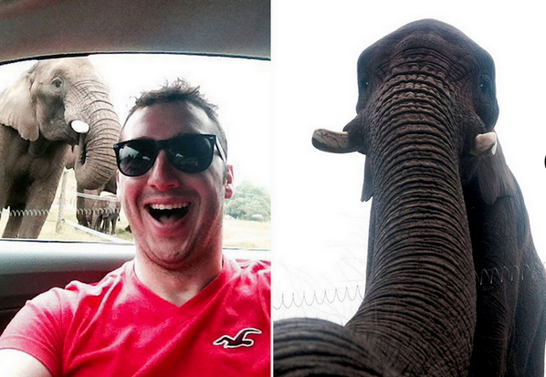 Attention: World's First Elephant Selfie is HERE!
