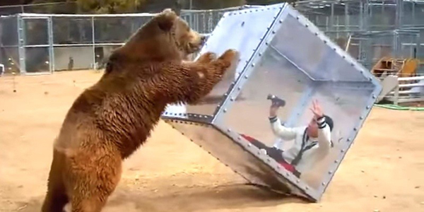 Bear vs. Girl In A Clear Box [VIDEO]
