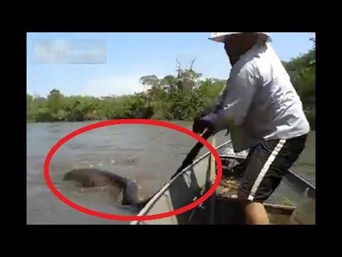 Biggest Anaconda Ever Found in Brazil!