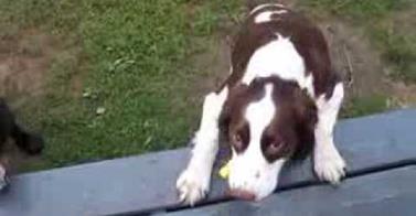 Blind Dog Plays Fetch!