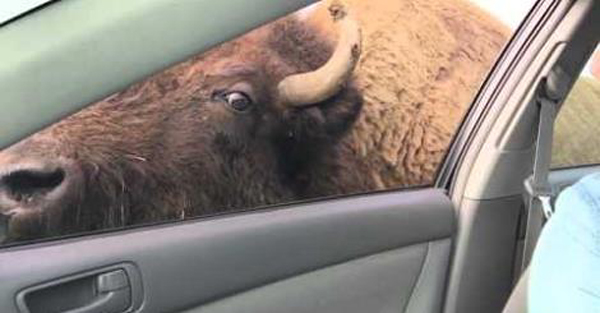 Buffalo Tries To Make Out With Woman....Gets Denied
