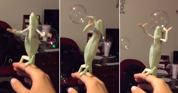 Chameleon Loves To Pop Bubbles