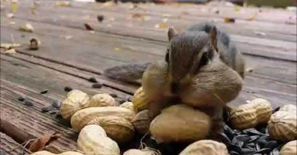 Chipmunk adorably stuffs his cheeks with nuts!