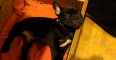 CUTEST DOG VIDEO EVER: French Bulldog Puppy Arguing Over Bedtime!