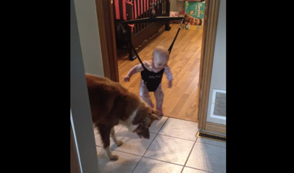 Dog teaches baby to jump :)