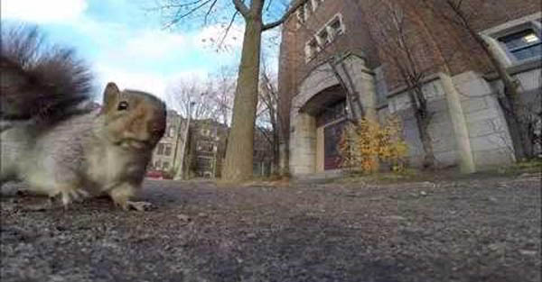 Drop what you are doing & watch this squirrel’s brave directorial debut!