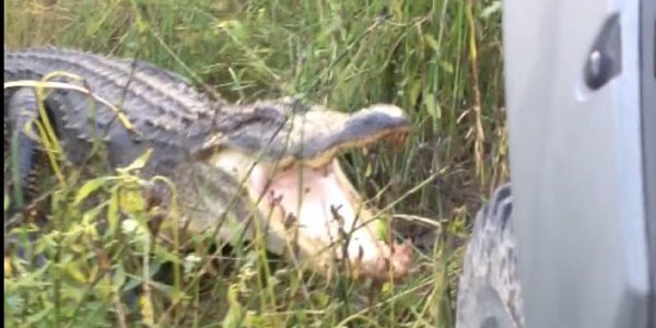 Gator VS Truck. Gator Wins [Video]