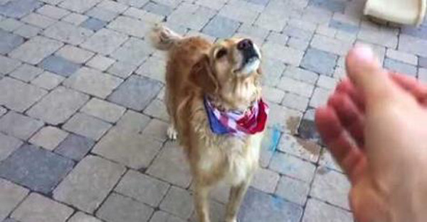 HILARIOUS: WATCH THIS GOLDEN RETRIEVER FAIL MISERABLY AT CATCHING FOOD