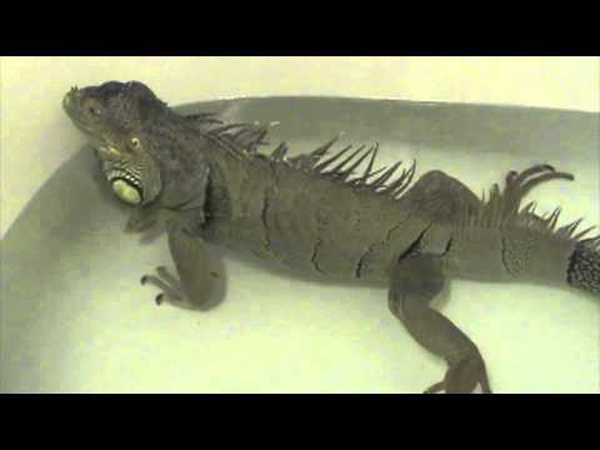 Iguana Fart!