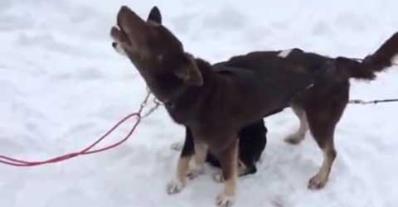 Is this dog saying "blah blah blah"?