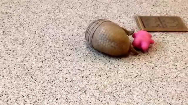 Just an armadillo, playing with a toy!