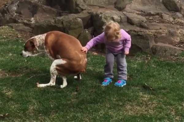 Little Girl Offers a Pooping Dog a Little Encouragement