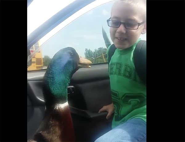Look How Excited This Duck is To See A Little Boy