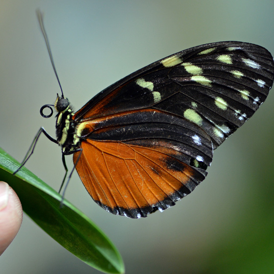 Missing man survived for month on butterflies