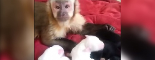 Monkey petting puppies!!!!