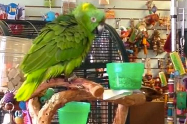 Parrot Sings "Everything Is Awesome" from 'The Lego movie'