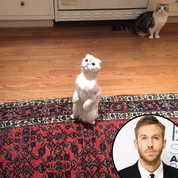 PHOTO: Calvin Harris Has A 'Moment' With Taylor Swift's Cats