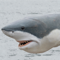 PHOTO: Ugly, Rare Shark Caught Off Florida Coast