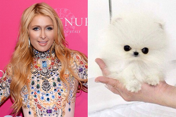 PHOTOS: Paris Hilton Drops $13K On World's Smallest Pomeranian