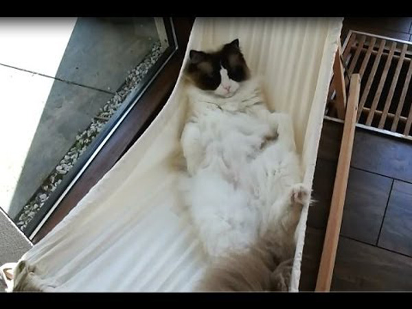 Poor Cat struggles to get into a hammock!