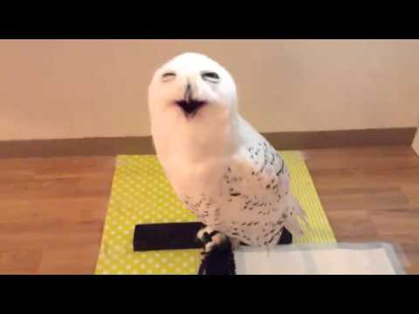 The face this Owl makes, will make you melt!