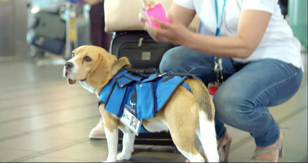 This AMAZING Dog Works at an Airport Returning Passenger's Lost Items!