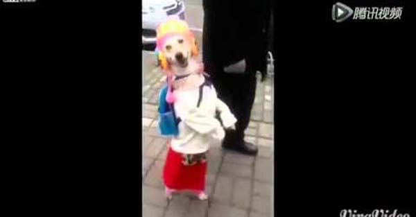 This dog just wants to feel pretty!