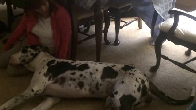 This Great Dane Is Happy...And He Knows It!