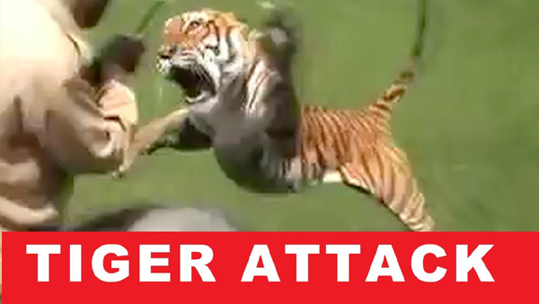 Tiger attacks a man riding an elephant!