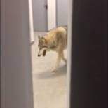 US Olympian Just Posted Video Of A WOLF Wandering The Hall Of Her Dorm Hall [Video]