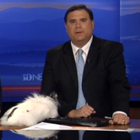 VIRAL RIGHT NOW: Bunnies Bang on Live TV