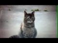 WATCH: A Cat Welcomes A Soldier Home