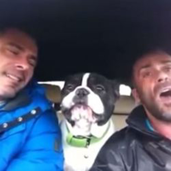 WATCH: Adorable Bulldog Belts Out Josh Groban's 'You Raise Me Up'
