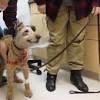 WATCH: Blind Dog Can See Again!