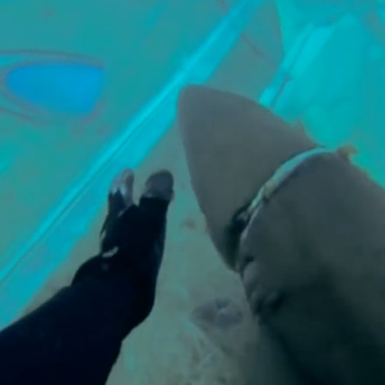 WATCH: Brave Divers Save Shark