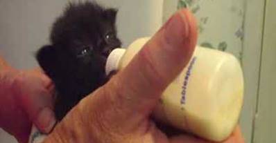 WATCH: Kitten wiggles ears while being bottle-fed
