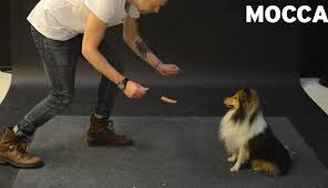 WATCH: Magician Scares Dogs With Levitating Sausage!
