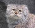 WATCH: Pallas's Cat Close-Up