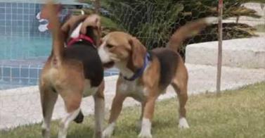 WATCH: Puppies Playing Outside For the First Time!