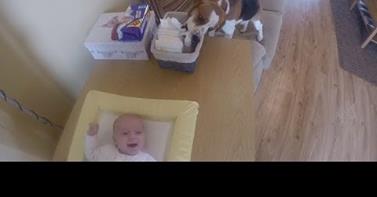 WATCH: This Dog Helps Mom Change New Babies Diaper!