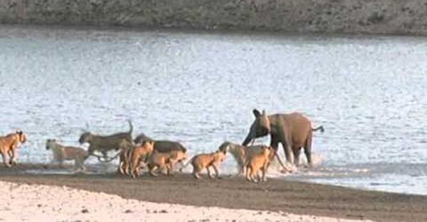 Young elephant survives attack by 14 Lions!